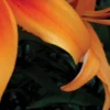 Close-up of vibrant orange lily petals