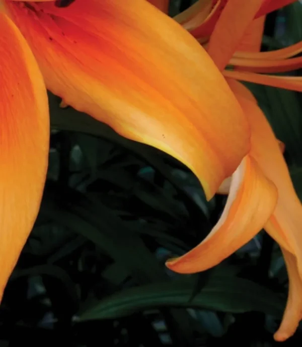 Close-up of vibrant orange lily petals