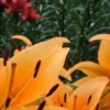 Bright orange lilies with dark anthers