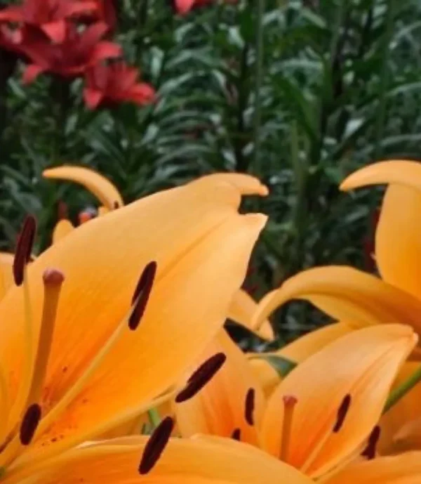 Bright orange lilies with dark anthers