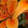Close-up of vibrant orange lily petals