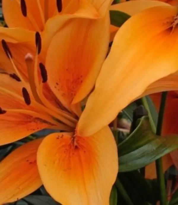 Close-up of vibrant orange lily petals