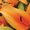 Close-up of vibrant orange lily petals