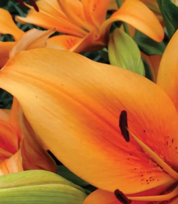 Close-up of vibrant orange lily petals