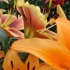 A close up of some flowers with orange and pink petals