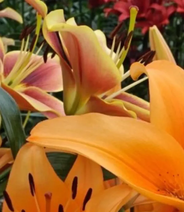 A close up of some flowers with orange and pink petals