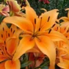 Close-up of vibrant orange lilies in bloom