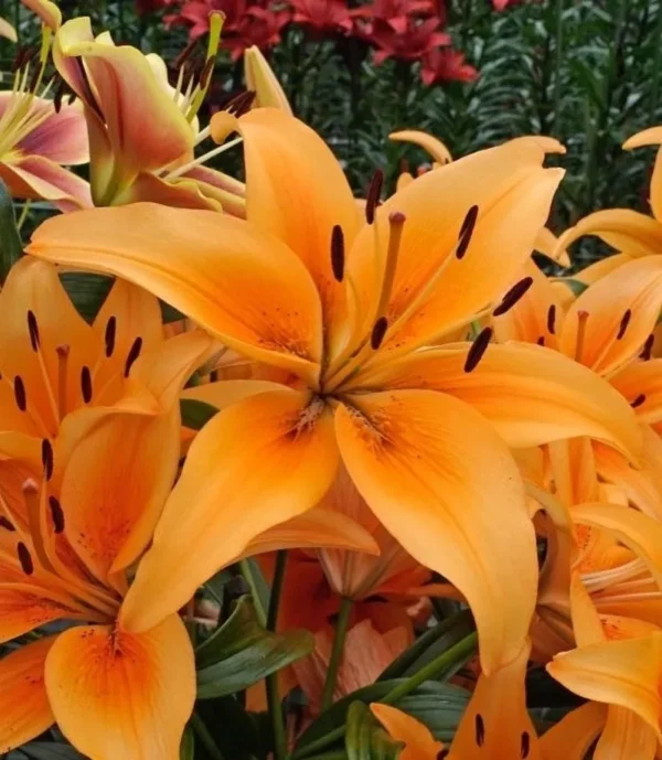 Close-up of vibrant orange lilies in bloom