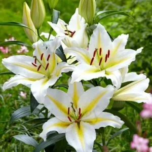 White lilies with yellow centers in garden