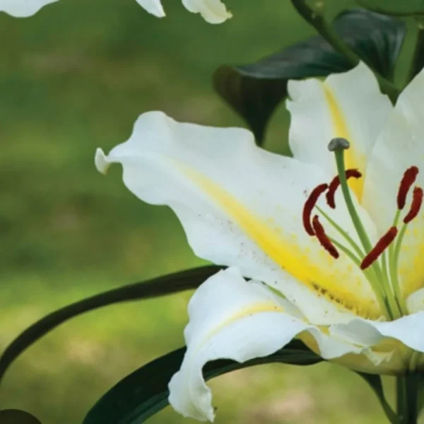 White garden lily with golden throat