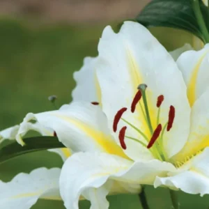 Close up white lily showing red anthers