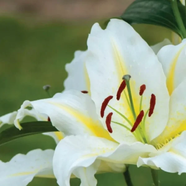 Close up white lily showing red anthers