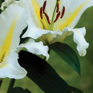 Close-up white lily with yellow center and stamens