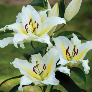 Three white flowers with yellow centers on a green background.