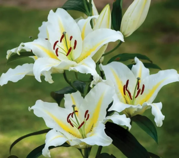 Three white flowers with yellow centers on a green background.