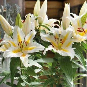 White lilies with yellow centers in bloom