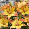 Vibrant orange-yellow lilies in bloom
