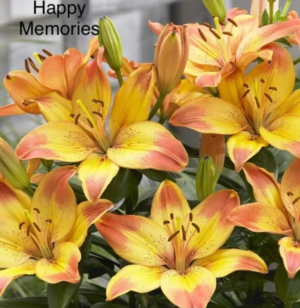 Vibrant orange-yellow lilies in bloom