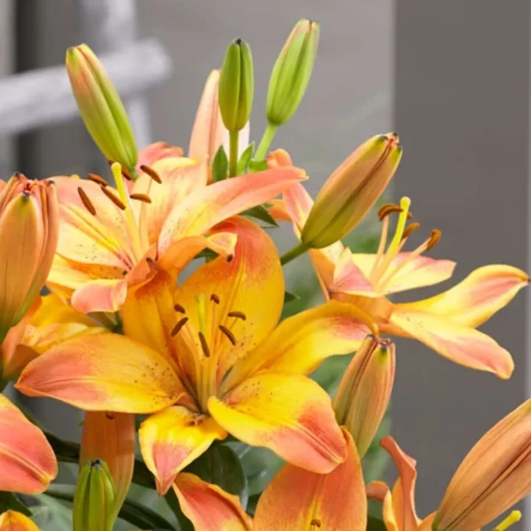 Orange and yellow lilies with buds