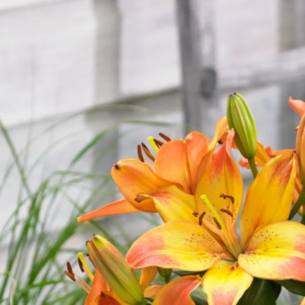 A close up of some flowers with grass in the background