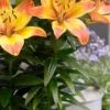 Orange Asiatic lilies with lavender backdrop