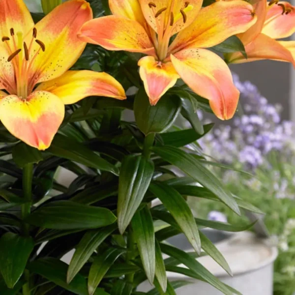 Orange Asiatic lilies with lavender backdrop