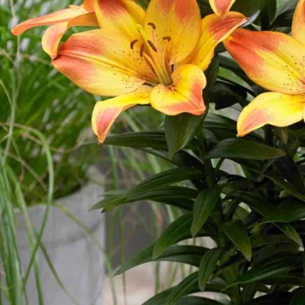 Close-up vibrant orange-yellow lily bloom