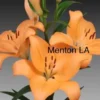 Bright orange lilies on gray backdrop