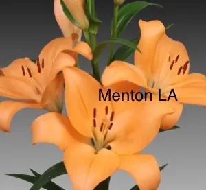 Bright orange lilies on gray backdrop