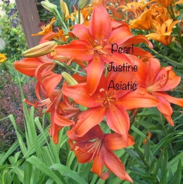 A close up of some orange flowers with the words " don 't justbe asiatic ".