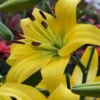 A close up of the yellow flowers of an oriental lily.