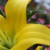 Close-up of vibrant yellow lily petals