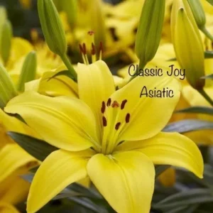 A close up of yellow flowers with text