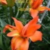 Eagle Eye orange Asiatic lily close-up