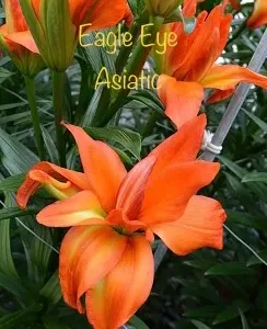A close up of an orange flower with the words eagle eye asiatic written on it.
