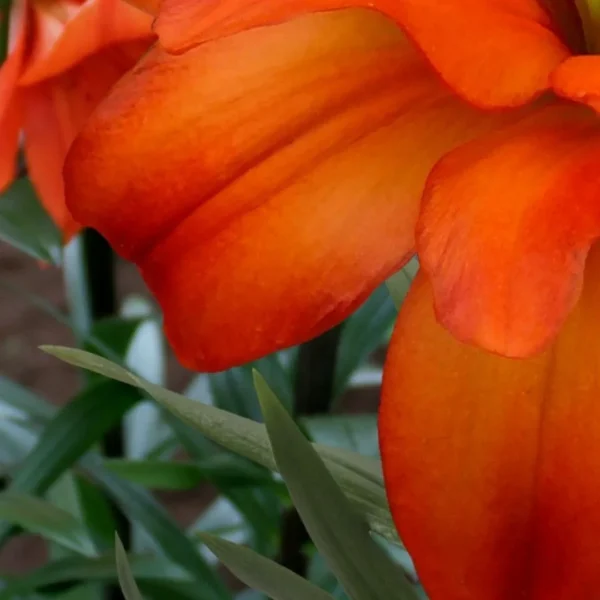 Close-up of vibrant orange flower petals