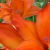 Close-up of vibrant orange flower petals