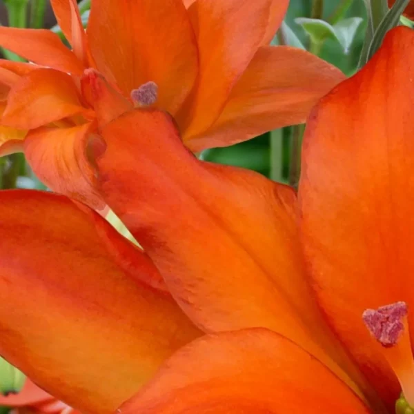 Close-up of vibrant orange flower petals