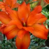 Close-up of vibrant orange garden flower