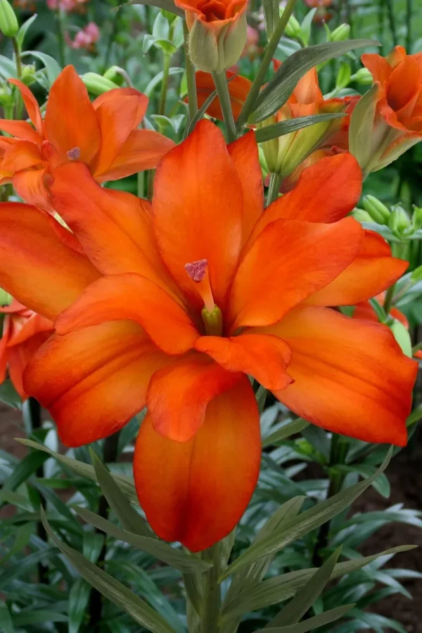 Close-up of vibrant orange garden flower