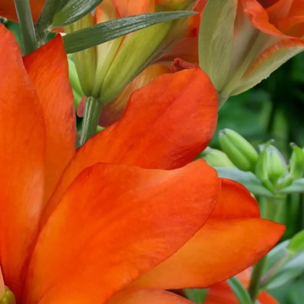 Close-up of vibrant orange flower petals