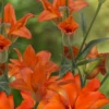 Vibrant orange gladiolus flowers in bloom
