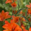Close-up of vibrant orange garden flowers