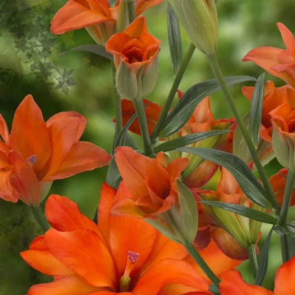 Close-up of vibrant orange garden flowers