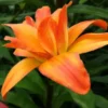 Vibrant orange lily with layered, ruffled petals