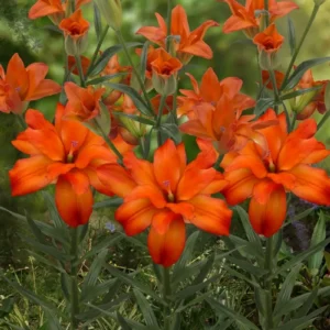 Vibrant orange lilies blooming in garden