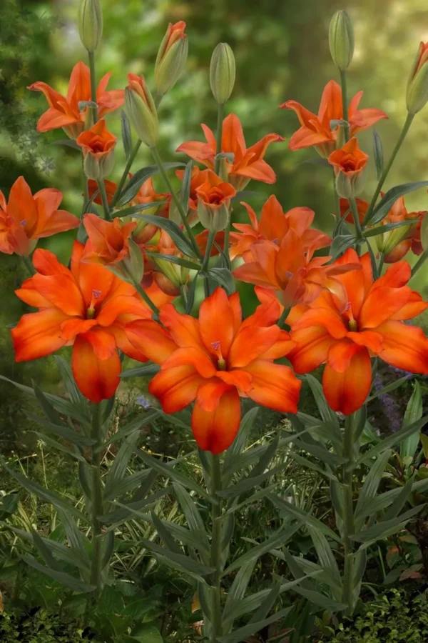 Vibrant orange lilies blooming in garden