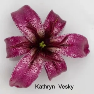 magenta spotted lily blossom on white background
