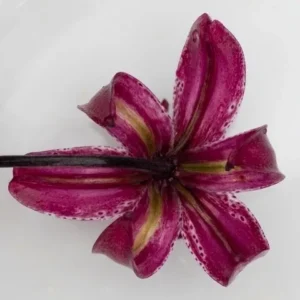 Magenta spotted lily blossom viewed from below