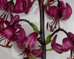 A close up of some purple flowers on a plate